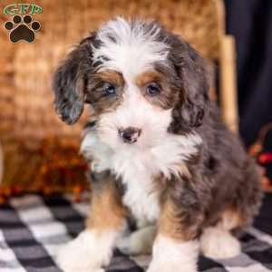 Ziggy, Mini Bernedoodle Puppy